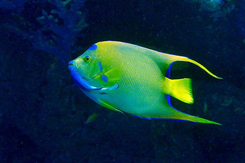 1 Angel Fish with Cleaner Wrasse 800.jpg