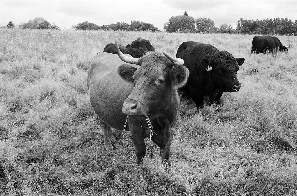 Cows - Mono.jpg