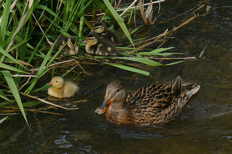 1-X Sh Yellow Duckling 800.jpg