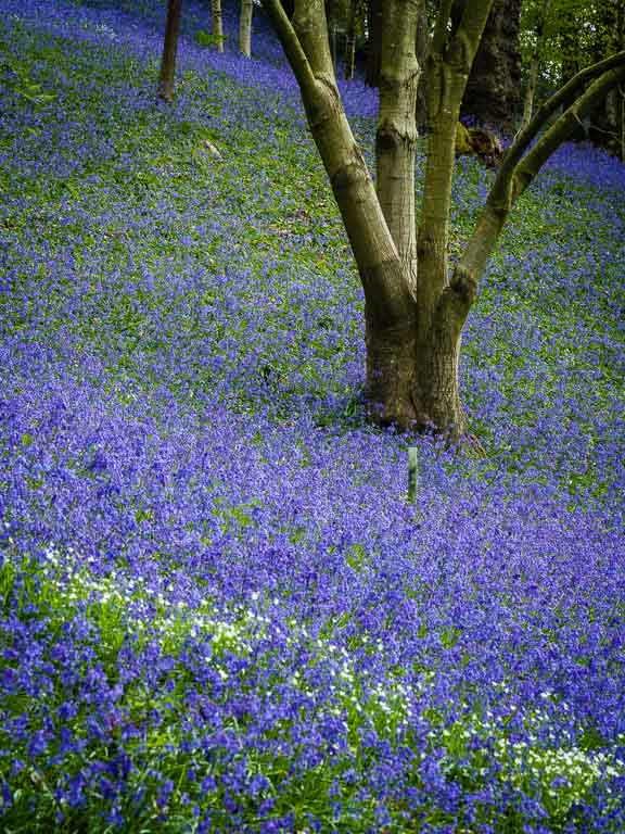 Emmetts Gardens Bluebells.jpg