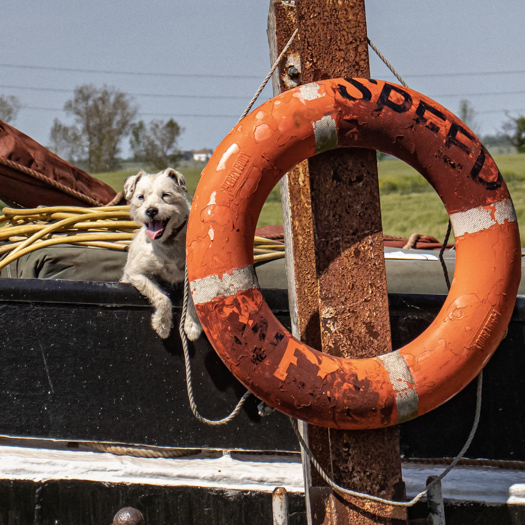 Standard Quay_Boat Dog.jpg