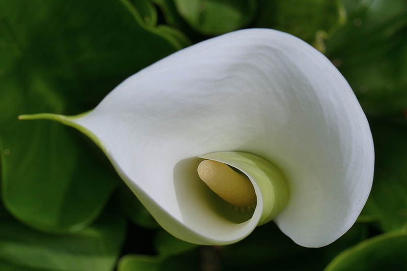 1-White Lily at the rookery 800.jpg