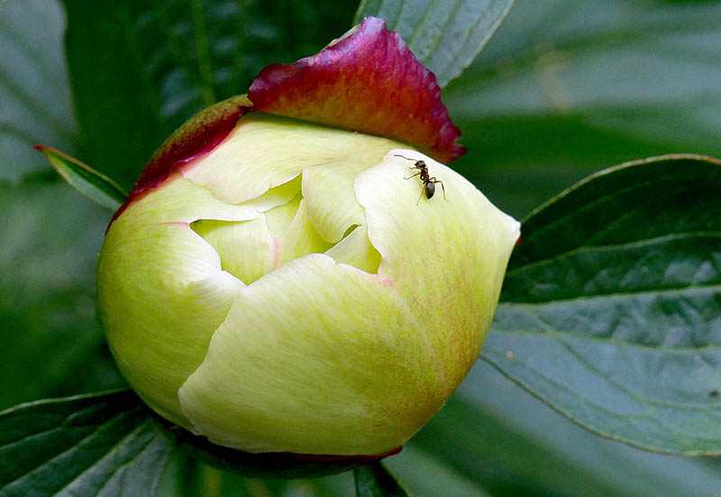 1-Peony Bud & Ant at Rookery 800.jpg