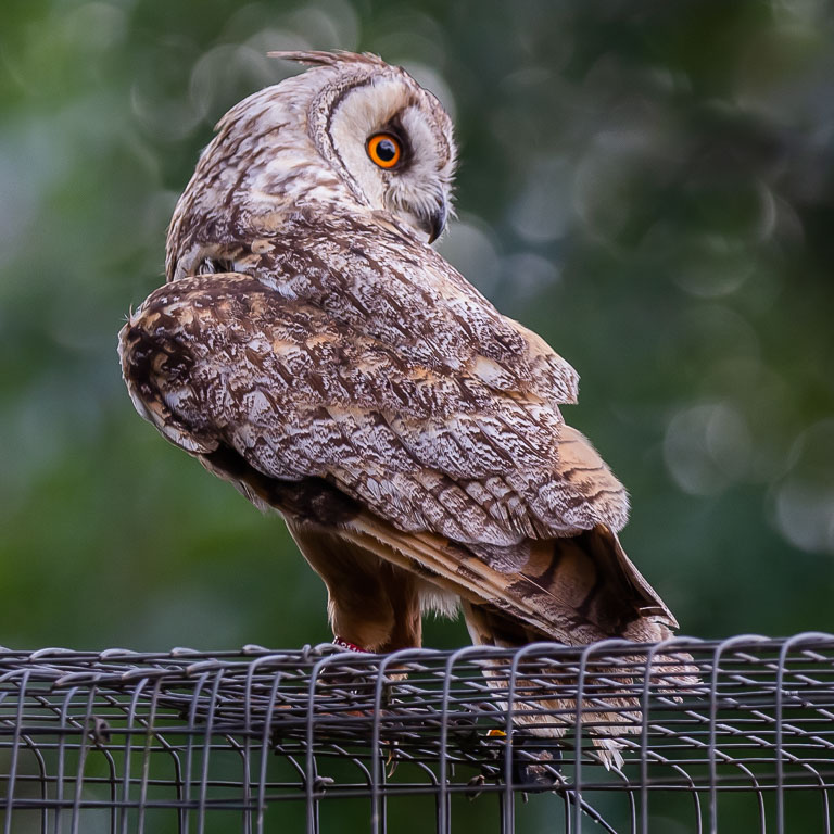 20220823 1DX 0205 Long-eared Owl [PIX].JPG