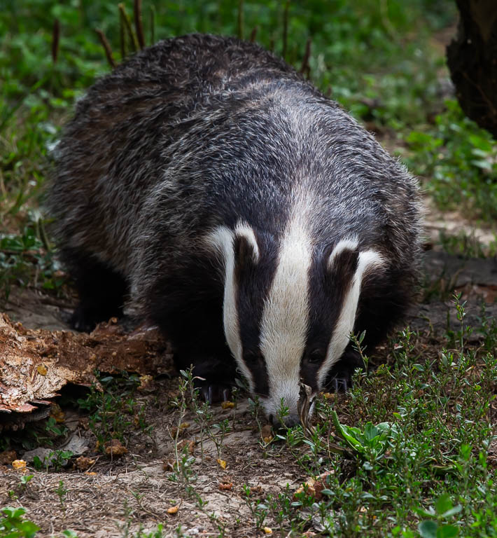 20220823 1DX 0176 Badger [PIX].JPG