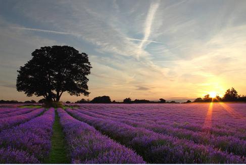 inferior lavender field shot.JPG