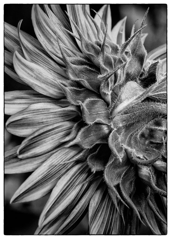 Sunflower Reverse.jpg