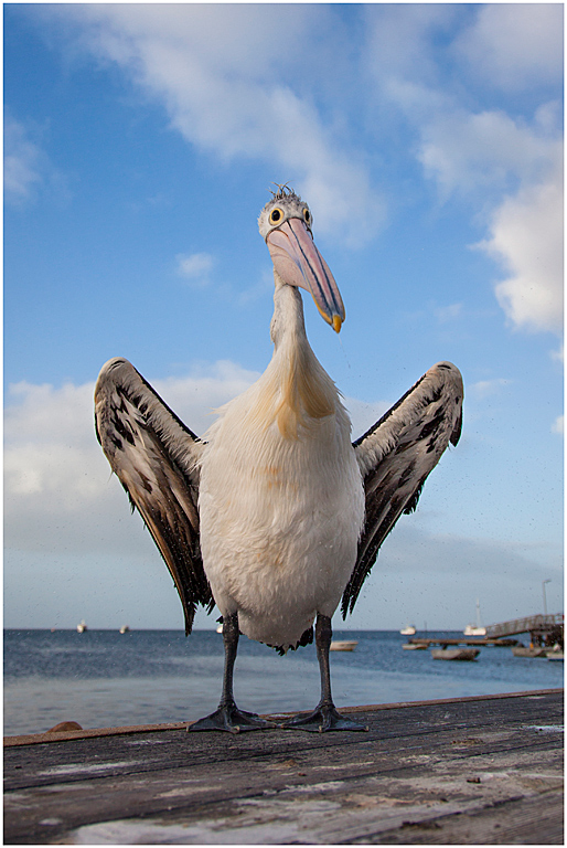 Pelican-1-(web).jpg