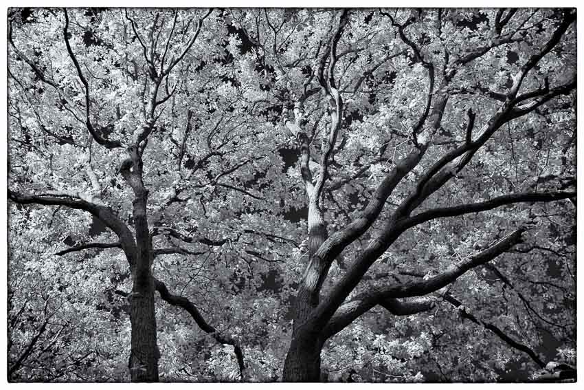 Infrared Trees.jpg